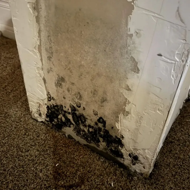 Professional Mold Removal in The Crossings, FL